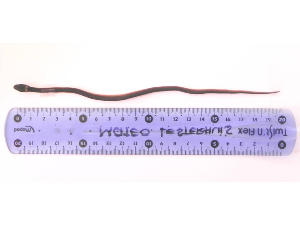 FIGURE 1 FIGURE 1